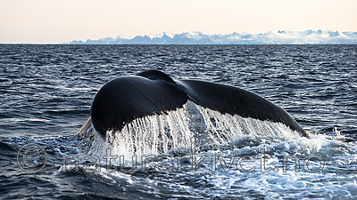 BB 14 0301 / Megaptera novaeangliae / Knølhval